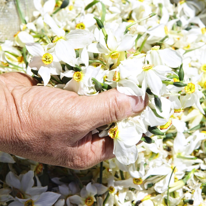 GIVENCHY L'INTERDIT NARCISSE BLANC PACKAGING AND BOTTLE