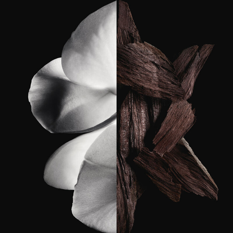 olfactory notes