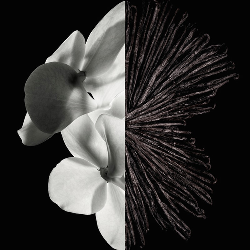 olfactory notes