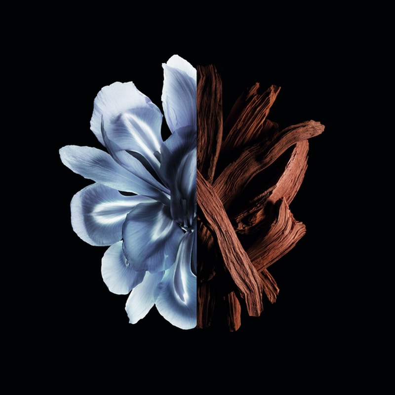 olfactory notes