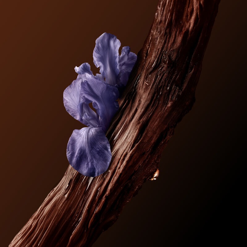 olfactory notes