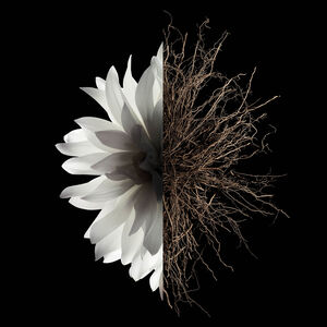 Vue 3 - L'INTERDIT - Une fleur blanche traversée d’un accord boisé sombre. GIVENCHY - 35 ML - P069370