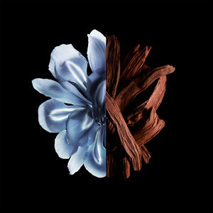 View 3 - GENTLEMAN RÉSERVE PRIVÉE - La sensualità del Legno d'Ambra. Una composizione floreale di Iris per un'eleganza intramontabile. GIVENCHY - 200 ML - P000112