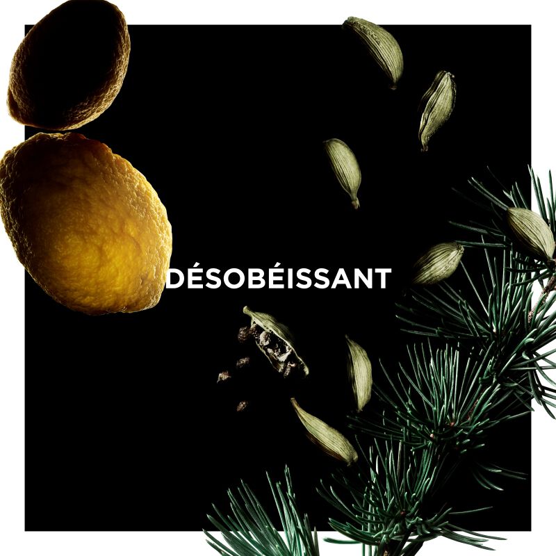 DÉSOBÉISSANT : Parfum Cardamome, Cédrat, Pin - n2