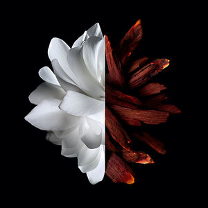 Vue 3 - L'INTERDIT ROUGE ROLL ON - Une fleur charnelle embrasée d’un accord épicée rouge. GIVENCHY - 20 ML - P069369