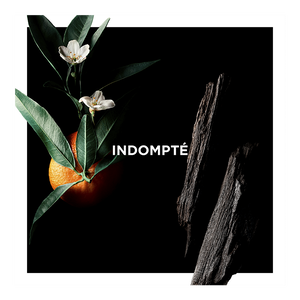 Vue 3 - Indompté