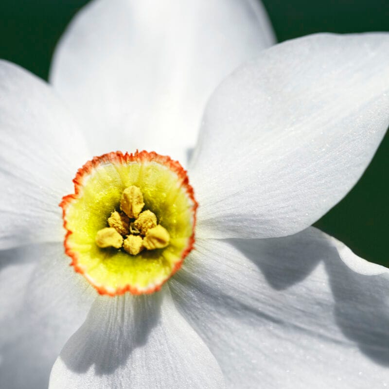 L'INTERDIT NARCISSE BLANC - n3