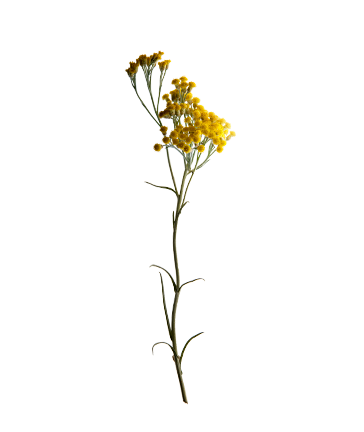 EVERLASTING FLOWER