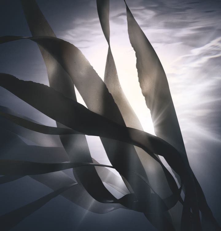 Legendary Vital Algae’s Regeneration Power