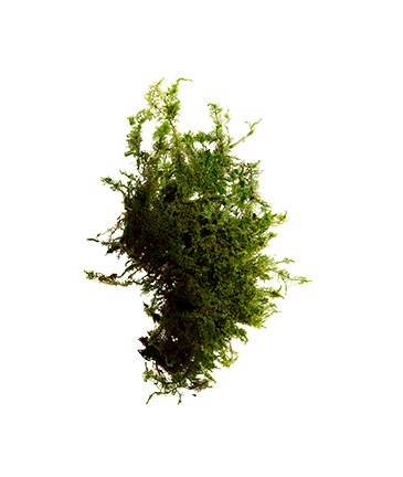 VEGETAL MOSS