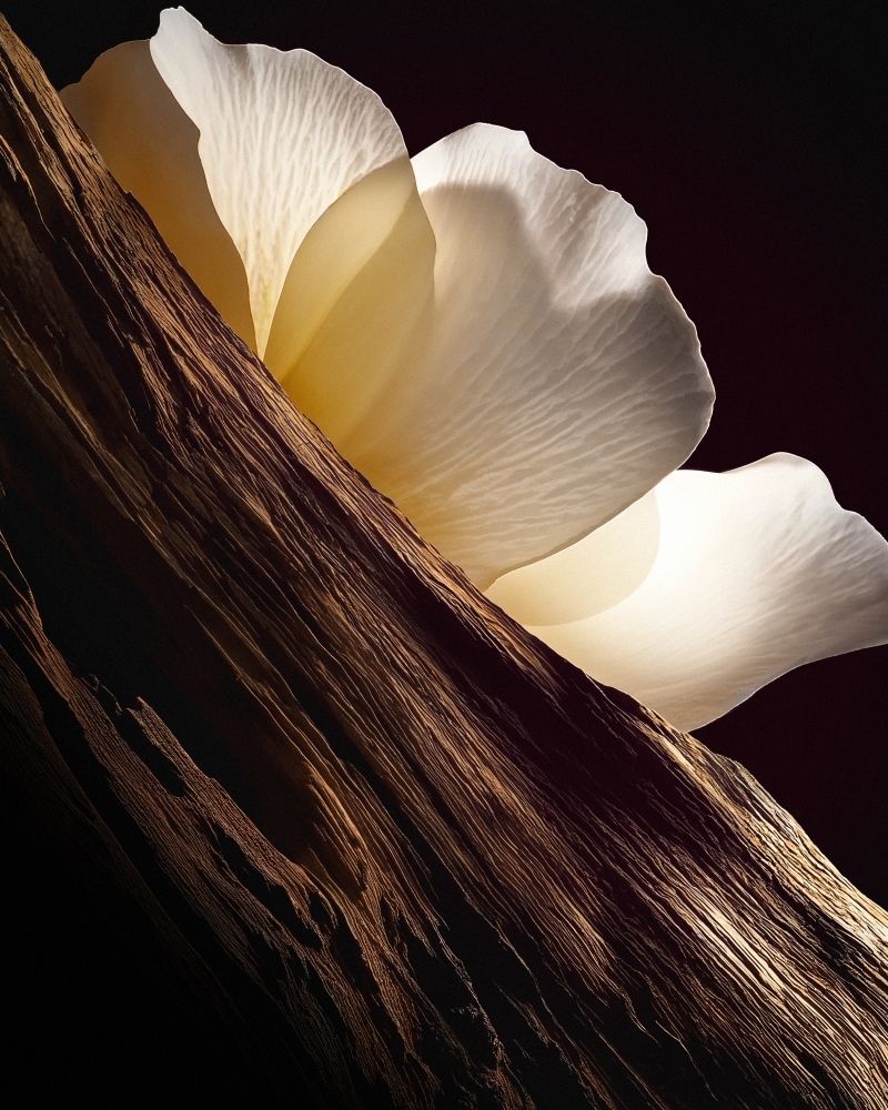 image for woody-1 subcategory