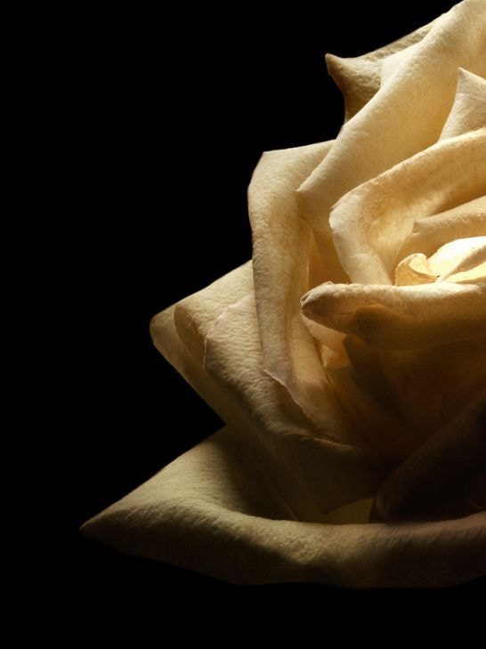 image for floral-1 subcategory